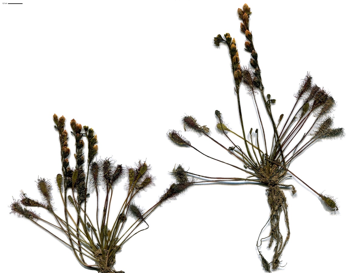 Drosera intermedia (Droseraceae)